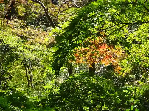 明王院（満願寺別院）の自然