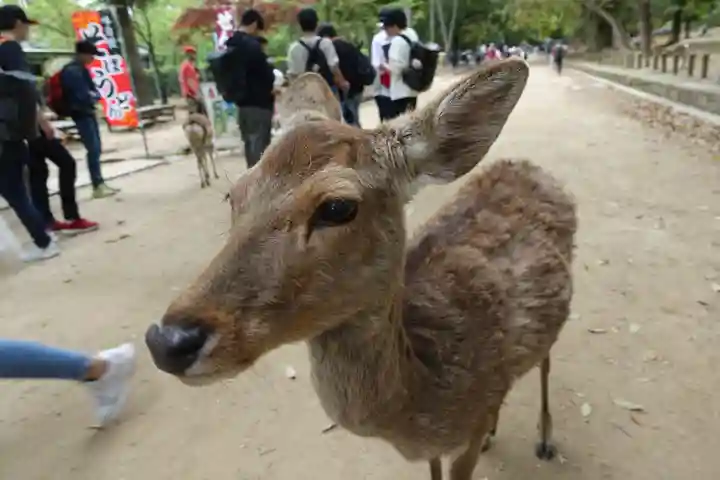 春日大社の動物