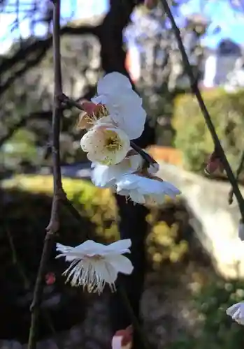 東長谷寺　薬王院(東京都)