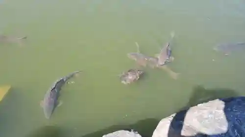 桜ヶ池池宮神社の動物