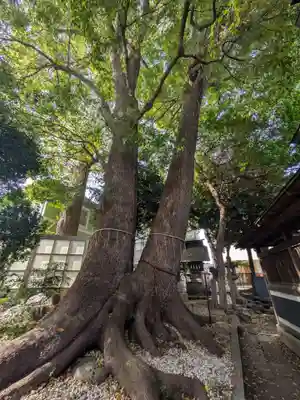 鳩ヶ谷氷川神社(埼玉県)
