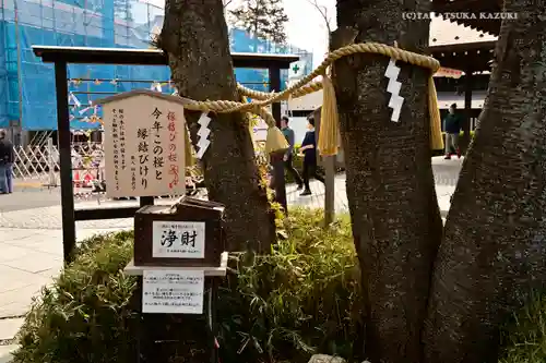 櫻木神社の自然