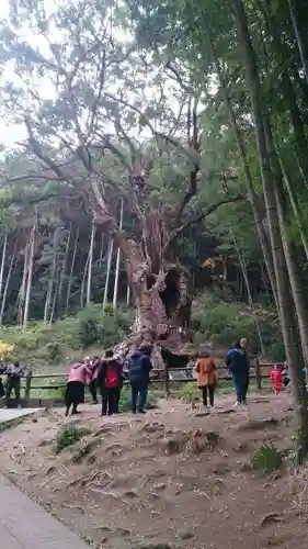 武雄神社の自然
