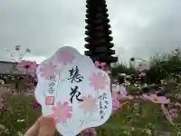 般若寺 ❁コスモス寺❁(奈良県)