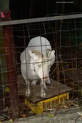出雲大社相模分祠(神奈川県)