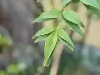 西方山極楽寺(岐阜県)