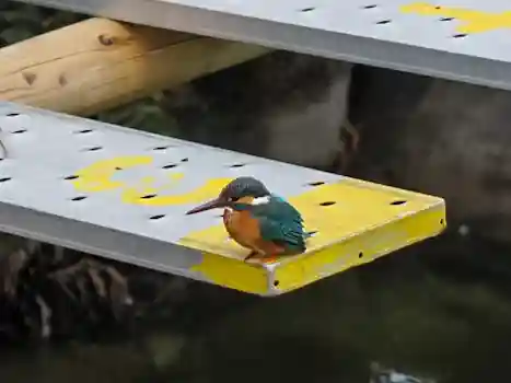 亀戸天神社(東京都)
