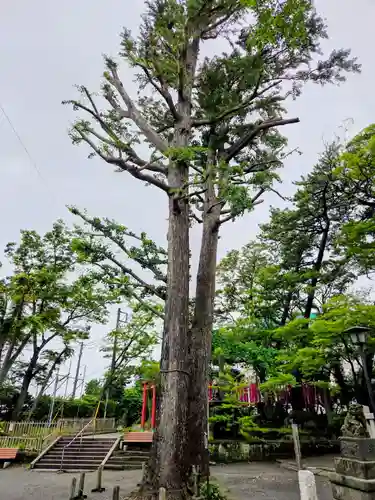 亀岡八幡宮（亀岡八幡神社）(神奈川県)