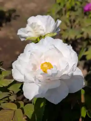 禅定院(東京都)