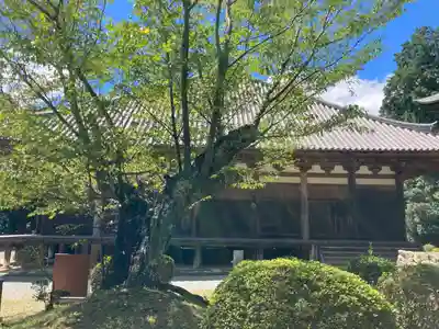 朝光寺の本殿・本堂