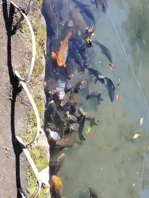 竹山随護稲荷神社の動物
