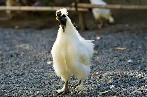 高屋敷稲荷神社の動物