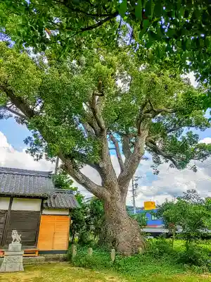 八面神社の自然
