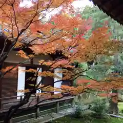 青蓮院門跡の庭園