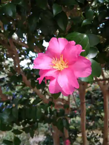 阿智神社の自然