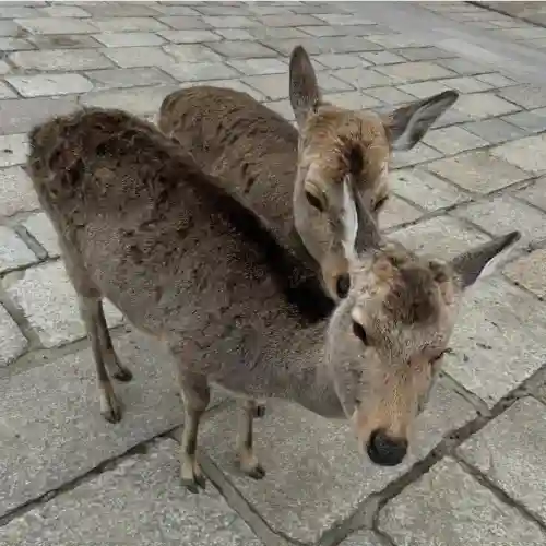 東大寺の{uncategorized: "未分類", other: "その他", undefined: "問題あり", building: "その他建物", grave: "お墓", sacred_gate: "鳥居", guardian: "狛犬", statue: "像", buddha: "仏像", history: "歴史", nature: "自然", garden: "庭園", animal: "動物", pagoda: "塔", temizu: "手水舎", mountain_gate: "山門・神門", sanctuary: "本殿・本堂", subordinate: "末社・摂社", art: "芸術", scenery: "景色", jizo: "地蔵", ema: "絵馬", goshuin: "御朱印", omikuji: "おみくじ", items: "授与品その他", amulet: "お守り", goshuincho: "御朱印帳", eats: "食事", festival: "お祭り", votive_dance: "神楽", shichigosan: "七五三参", wedding: "結婚式", experience: "体験その他", initially: "初詣", around: "周辺", anti_infection: "感染症対策"}