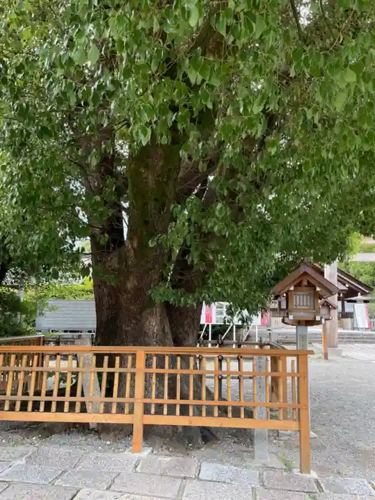 和泉國一之宮 大鳥大社の自然