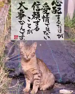 専念寺(大阪府)(2022年06月12日(日) 20時16分44秒投稿)