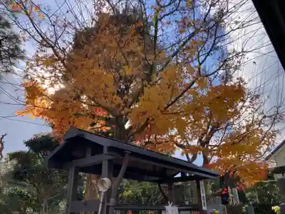 大智寺の自然