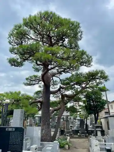 大運寺(神奈川県)