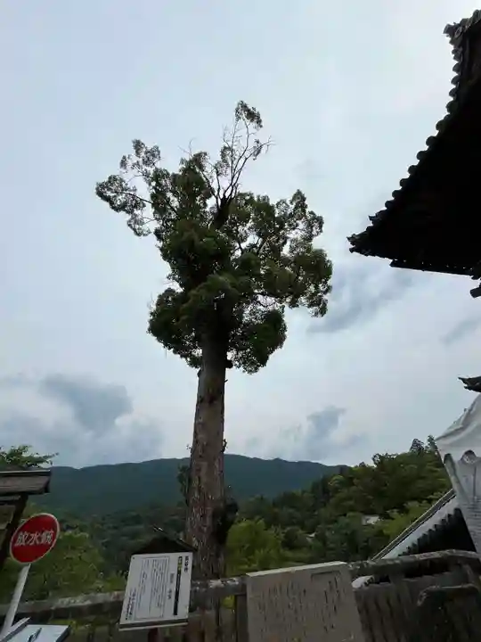 長谷寺(奈良県)