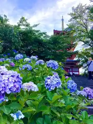 本土寺(千葉県)