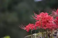 国宝 大法寺の自然