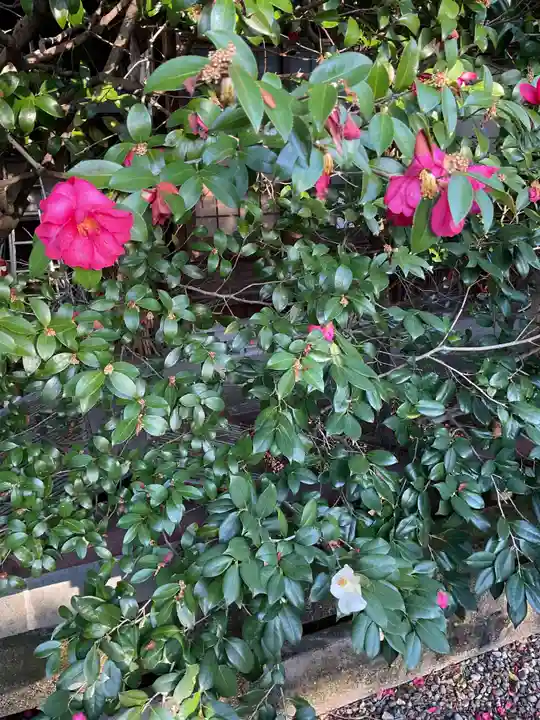 溝旗神社(肇國神社)の自然