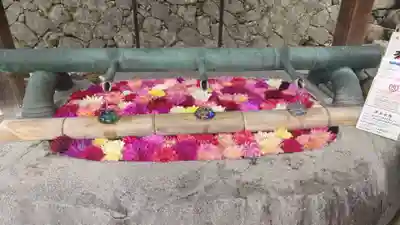 岡寺(龍蓋寺)(奈良県)