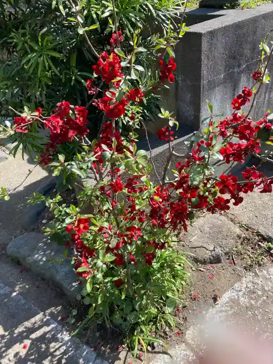 光照寺(神奈川県)