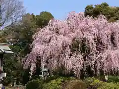 櫻木神社の自然