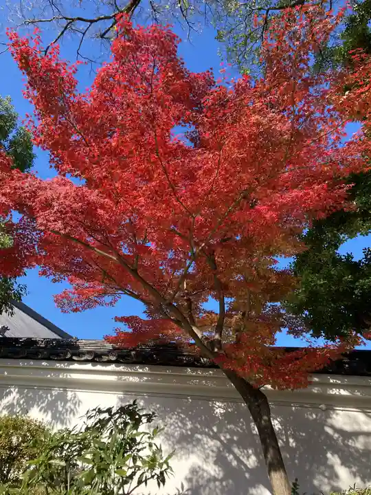 本願寺(西本願寺)の自然