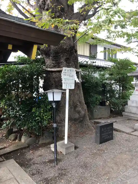 前川神社の自然