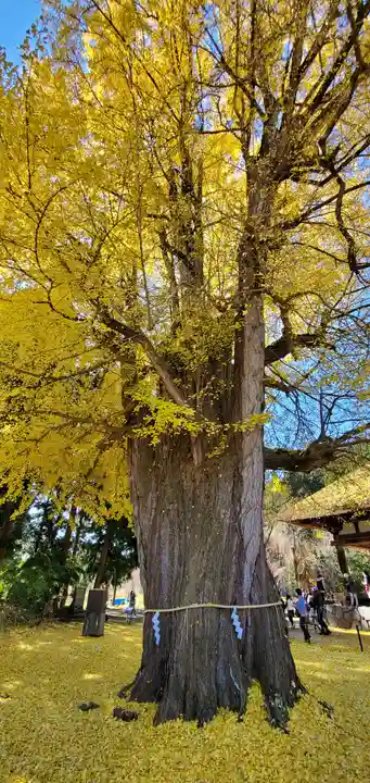 新宮熊野神社の自然