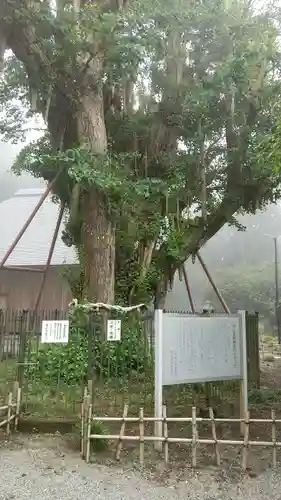村山浅間神社の自然
