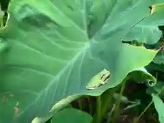 滑川神社 - 仕事と子どもの守り神(福島県)