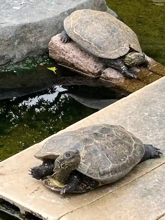 亀山八幡宮の動物