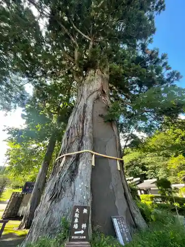戸隠神社中社の自然