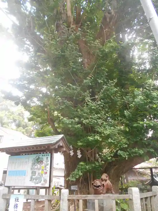 海南神社の自然