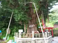 海南神社の自然