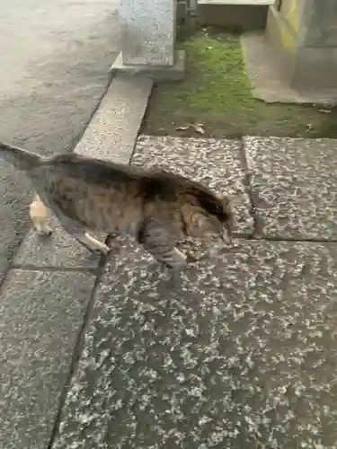 寛永寺(根本中堂)の動物