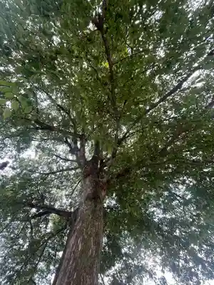 鎮守氷川神社(埼玉県)