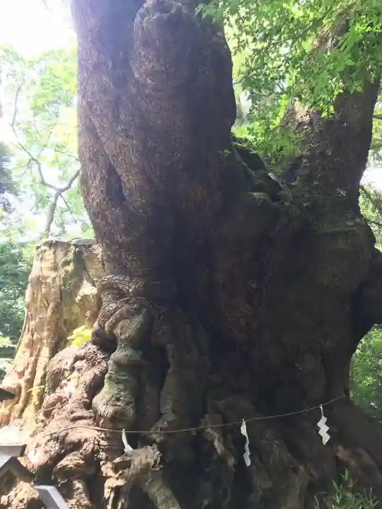 來宮神社(静岡県)