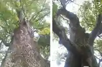 五所神社(神奈川県)