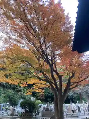 妙本寺(神奈川県)