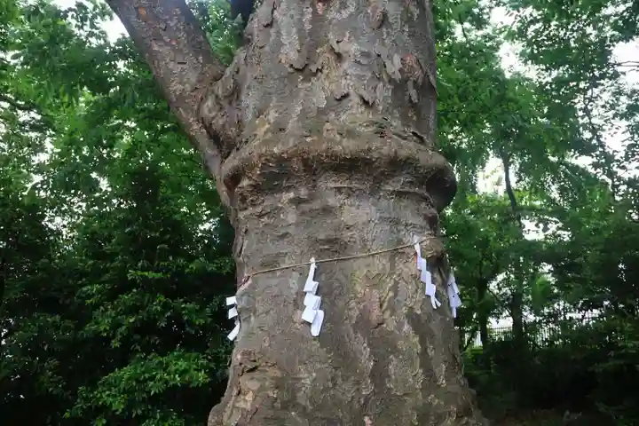 愛宕神社の自然