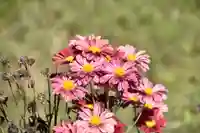 出雲大神宮の自然
