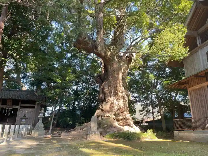川津来宮神社の{uncategorized: "未分類", other: "その他", undefined: "問題あり", building: "その他建物", grave: "お墓", sacred_gate: "鳥居", guardian: "狛犬", statue: "像", buddha: "仏像", history: "歴史", nature: "自然", garden: "庭園", animal: "動物", pagoda: "塔", temizu: "手水舎", mountain_gate: "山門・神門", sanctuary: "本殿・本堂", subordinate: "末社・摂社", art: "芸術", scenery: "景色", jizo: "地蔵", ema: "絵馬", goshuin: "御朱印", omikuji: "おみくじ", items: "授与品その他", amulet: "お守り", goshuincho: "御朱印帳", eats: "食事", festival: "お祭り", votive_dance: "神楽", shichigosan: "七五三参", wedding: "結婚式", experience: "体験その他", initially: "初詣", around: "周辺", anti_infection: "感染症対策"}