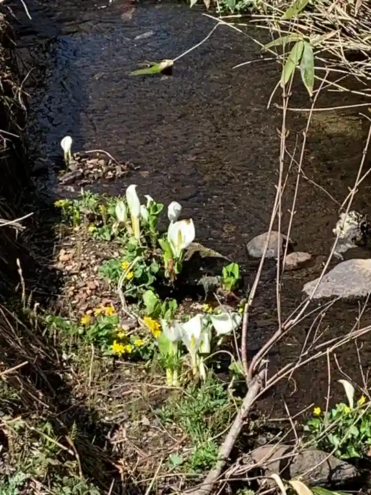 戸隠神社奥社の自然