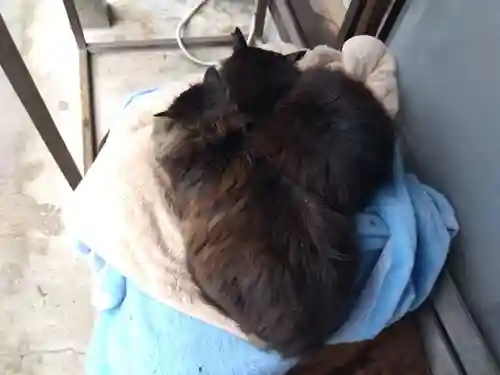 御誕生寺（猫寺）(福井県)